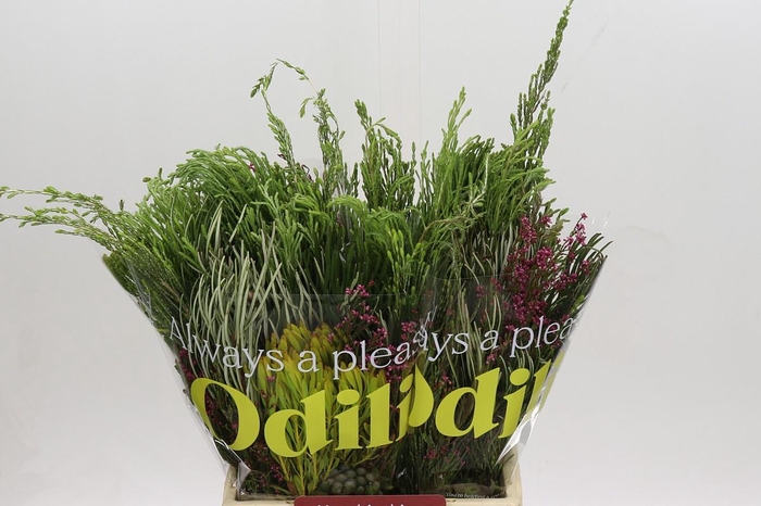 <h4>BQ Cape Greenmix</h4>