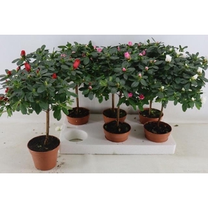 RHODO OV