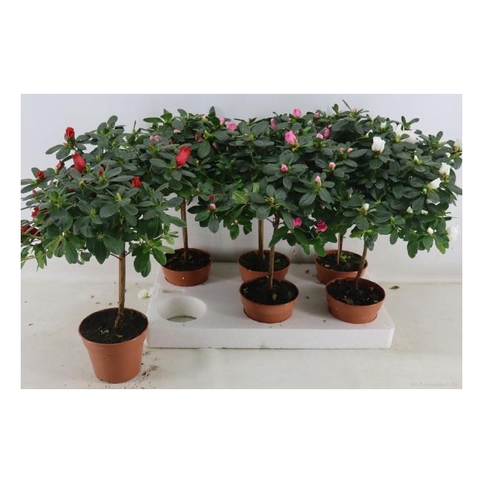 <h4>RHODO OV</h4>