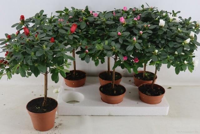 RHODO OV