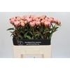 Paeonia Albert Crousse