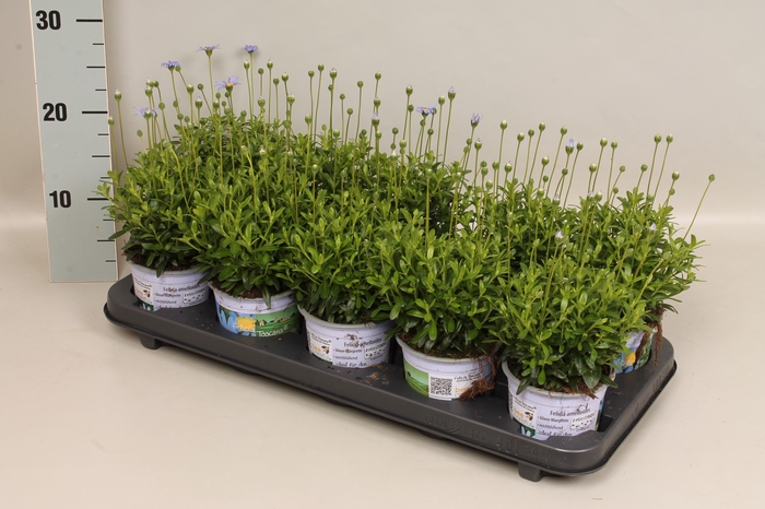 <h4>Felicia amelloides</h4>