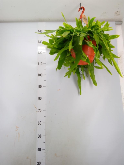 <h4>Epiphyllum ...</h4>