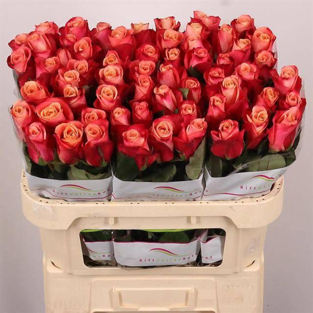 <h4>R GR HELENE</h4>