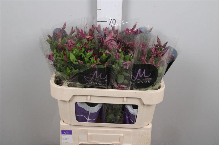 <h4>Clem Amazing Kyiv</h4>