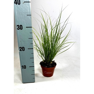 Carex 'Phoenix Green'