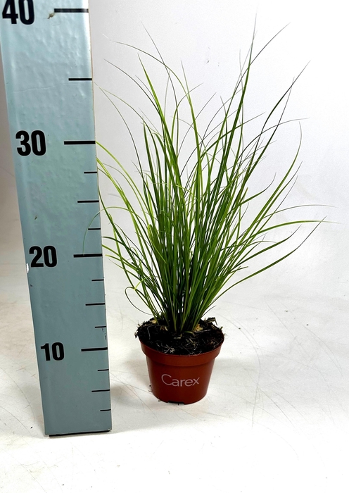 <h4>Carex 'Phoenix Green'</h4>