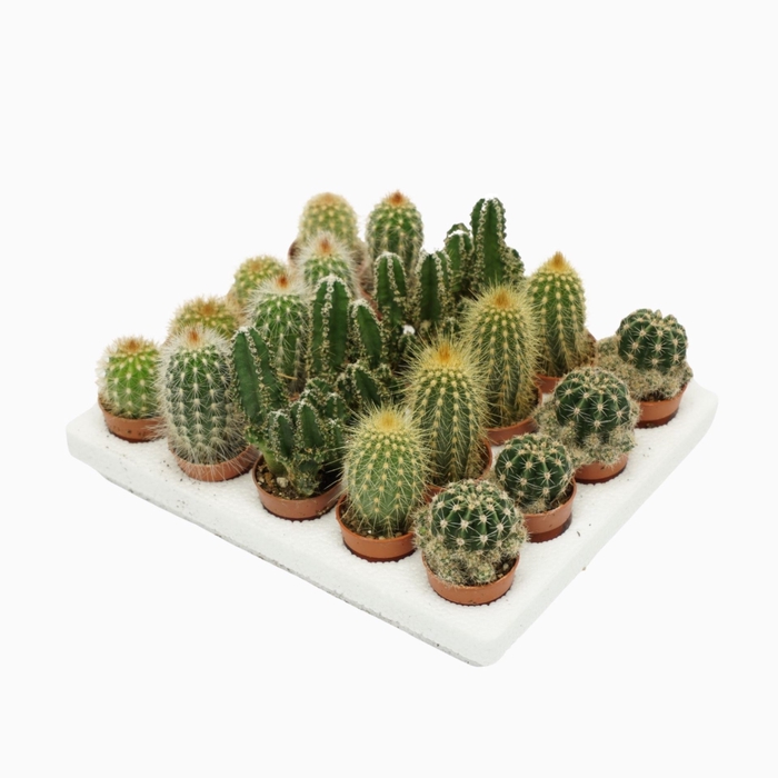 <h4>Cactus mini</h4>