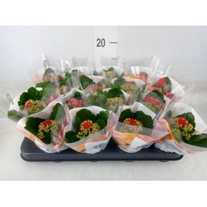 Kalanchoe blos. 'RosDon Justino'