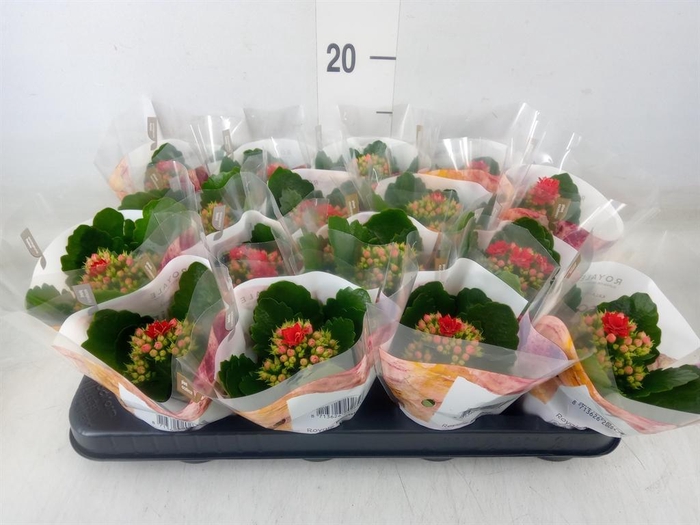 <h4>Kalanchoe blos. 'RosDon Justino'</h4>
