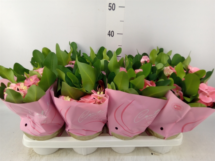 <h4>Euphorbia milii 'Charlotte'</h4>