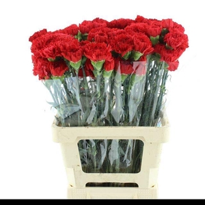 DI ST ARONA RED X 160