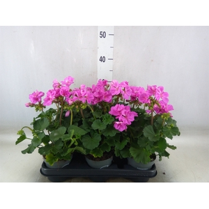 Pelargonium zona.   ...F1