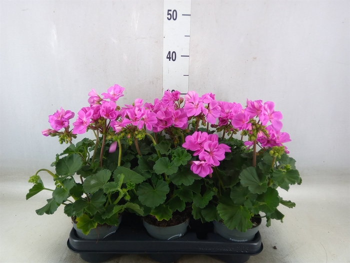 <h4>Pelargonium zona.   ...F1</h4>