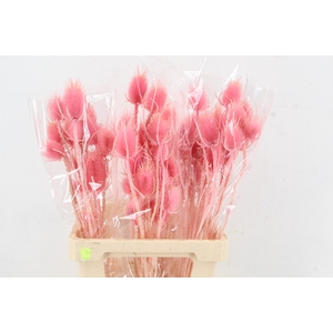 DF Dipsacus Porcellana Bs 130g