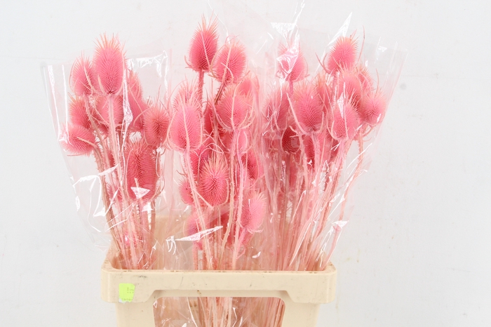 <h4>DF Dipsacus Porcellana Bs 130g</h4>