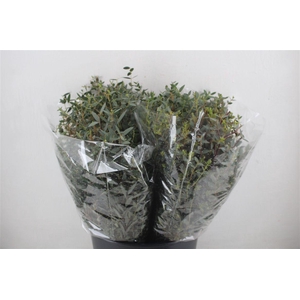 Euca Parvifolia Short 150gr P Bunch