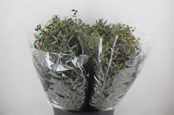 <h4>Euca Parvifolia Short 150gr P Bunch</h4>