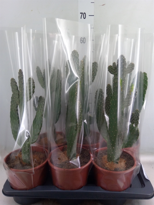 <h4>Opuntia</h4>