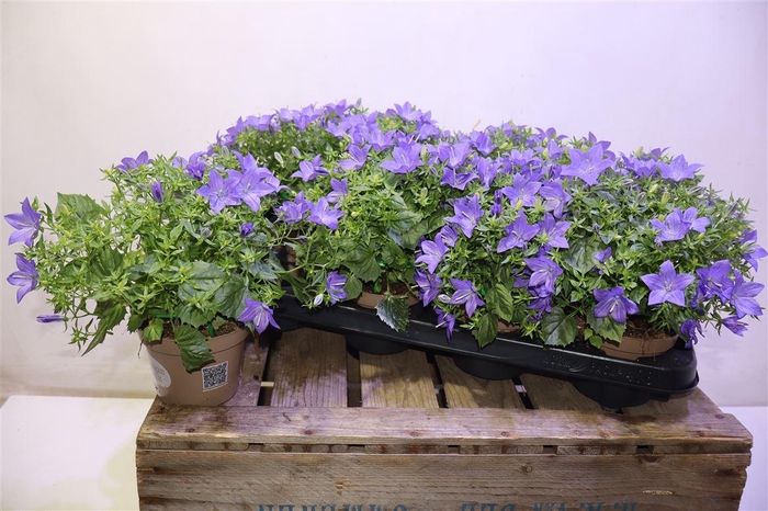 <h4>Camp Is Napoli</h4>