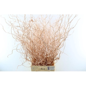 Salix Klbh Copper P Bunch