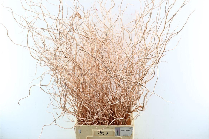 <h4>Salix Klbh Copper P Bunch</h4>