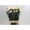 Dianthus St Brut
