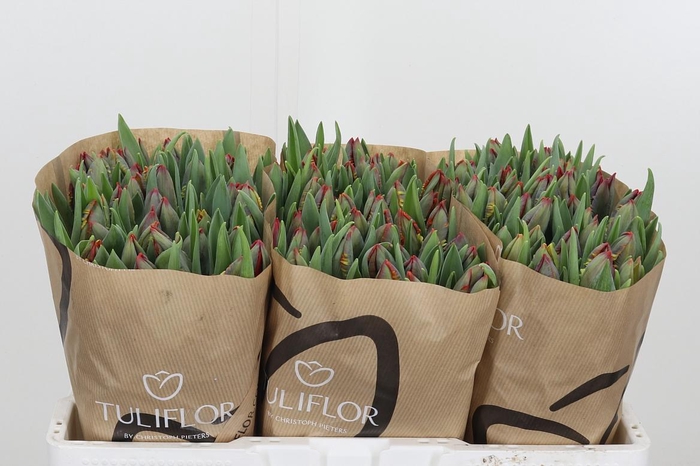 <h4>Tu Pa Rococo</h4>