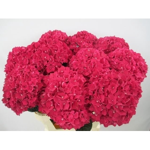 Hydr M Mag Rubyred