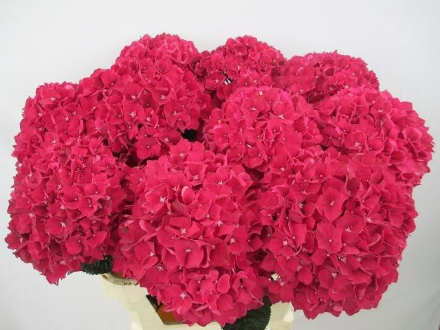 <h4>Hydr M Mag Rubyred</h4>