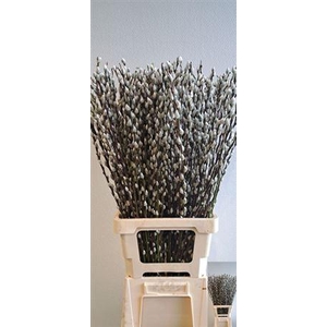 T Salix Ca Snow Flake 80cm