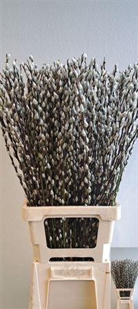 <h4>T Salix Ca Snow Flake 80cm</h4>