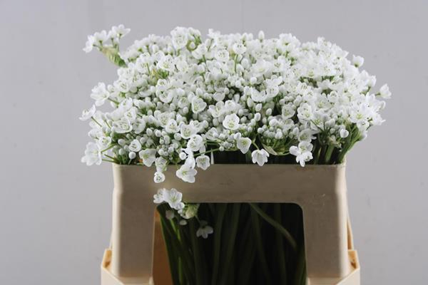 <h4>Allium Flocon</h4>