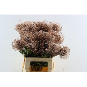 Leuco Klbh Champagne