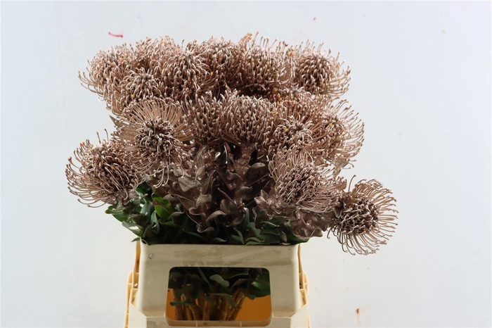 <h4>Leuco Klbh Champagne</h4>