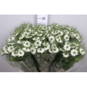 Nige D Bridal White
