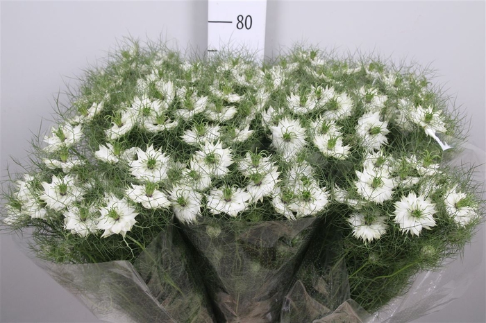 <h4>Nige D Bridal White</h4>