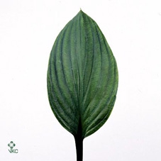 HOSTA ELEGANS