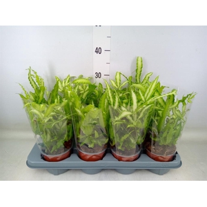 Pteris cretica 'Albolineata'