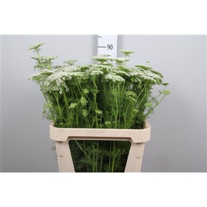 Ammi Vis Casablanca