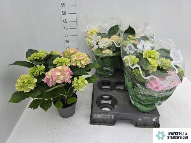 <h4>HYDR M MONACO</h4>