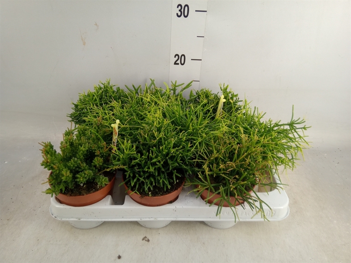 <h4>Rhipsalis   ...mix</h4>