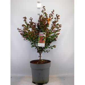 Lagerstroemia indica
