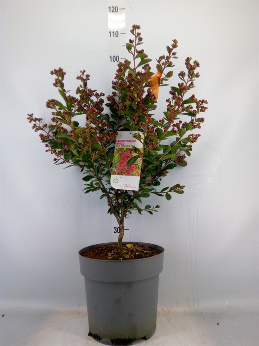 <h4>Lagerstroemia indica</h4>