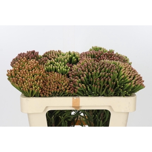 Kaaps Groen Red Brunia XL