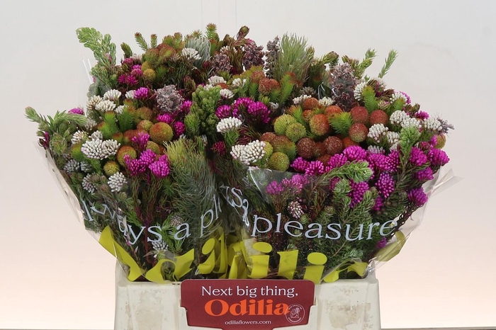 <h4>BQ Kaaps Groen Mountain Mix</h4>