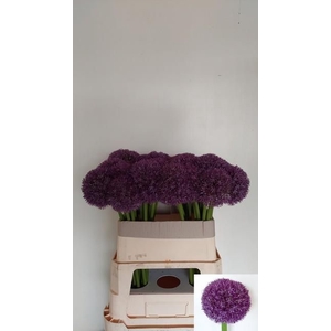 ALLIUM PINBALL WIZAR