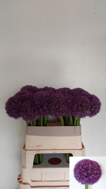 <h4>ALLIUM PINBALL WIZAR</h4>