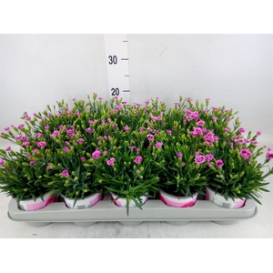 Dianthus  'Pink Kisses'