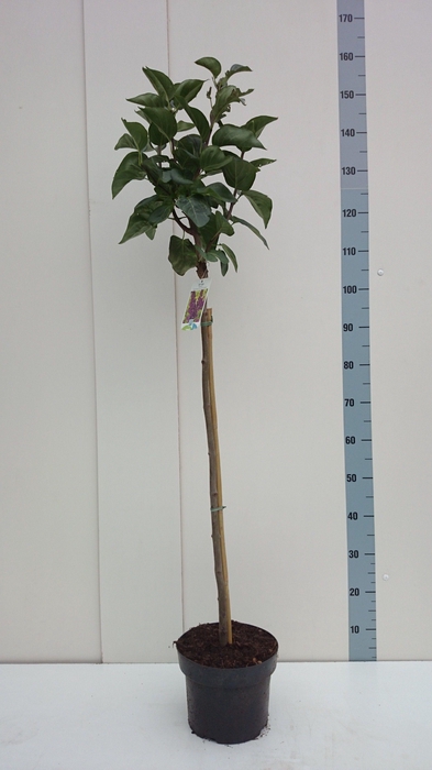 <h4>Syringa v. 'Katherine Havemeyer' 80ST</h4>